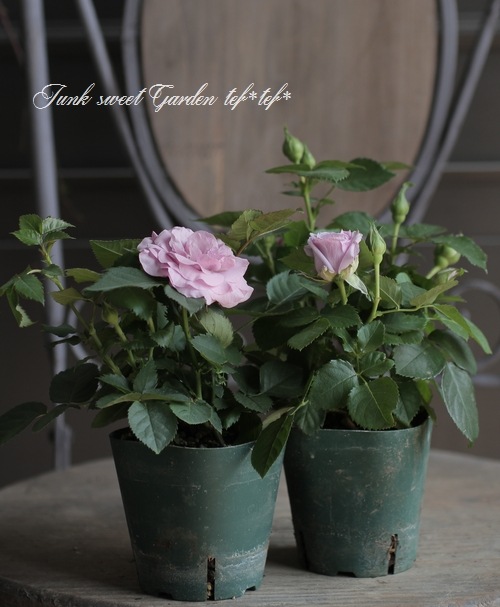 �ߥ˥Х顡�إ⡼�˥󥰥֥롼�����ץƥ��ޡ١�����ȥ���������