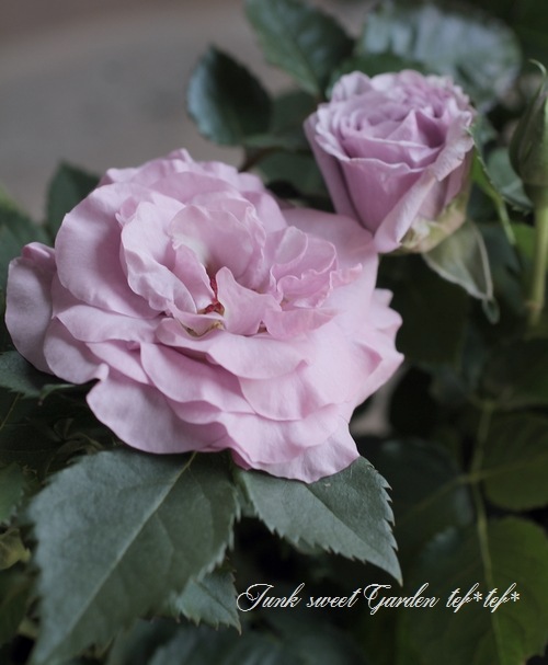 �ߥ˥Х顡�إ⡼�˥󥰥֥롼�����ץƥ��ޡ١�����ȥ���������