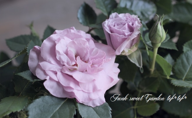 �ߥ˥Х顡�إ⡼�˥󥰥֥롼�����ץƥ��ޡ١�����ȥ���������