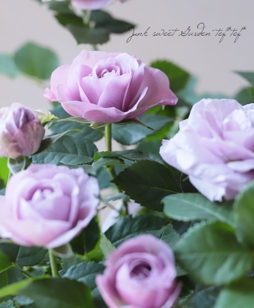 �ߥ˥Х顡�إ⡼�˥󥰥֥롼�����ץƥ��ޡ١�����ȥ���������