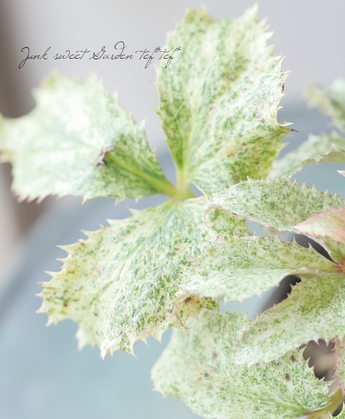 松村園芸・クリスマスローズ 『アーグチフォリウス・スターダスト