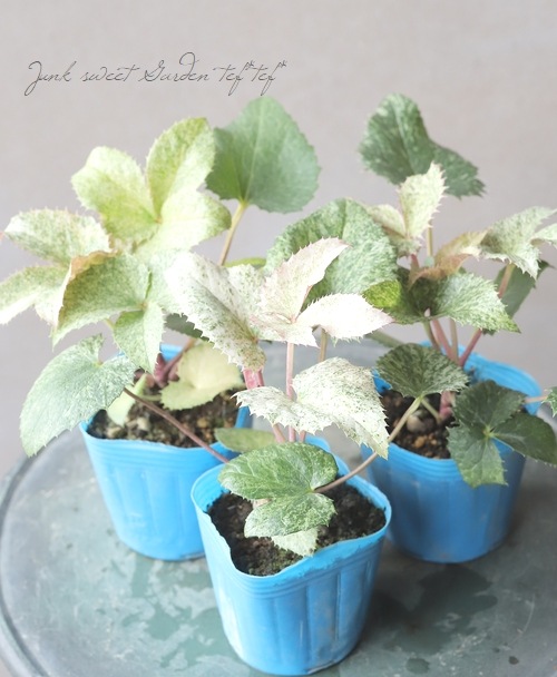 松村園芸・クリスマスローズ 『アーグチフォリウス・スターダスト