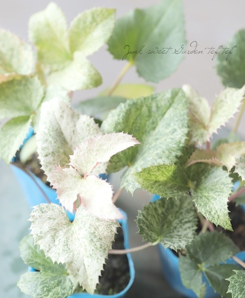 松村園芸・クリスマスローズ 『アーグチフォリウス・スターダスト