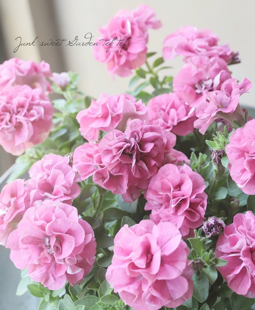 �ڲ����¤��󥪥ꥸ�ʥ�� Ȭ�ź餭�ڥ���˥����إۥ��åץޥ�����١��ե��ܥ��