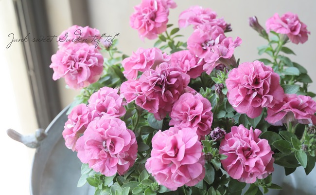 �ڲ����¤��󥪥ꥸ�ʥ�� Ȭ�ź餭�ڥ���˥����إۥ��åץޥ�����١��ե��ܥ��