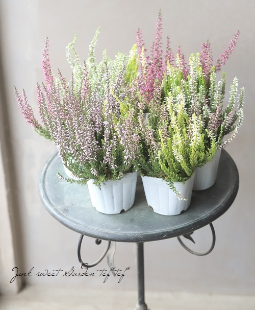 ���롼�ʡ��إ����ǥ󥬡��륺�١�2������