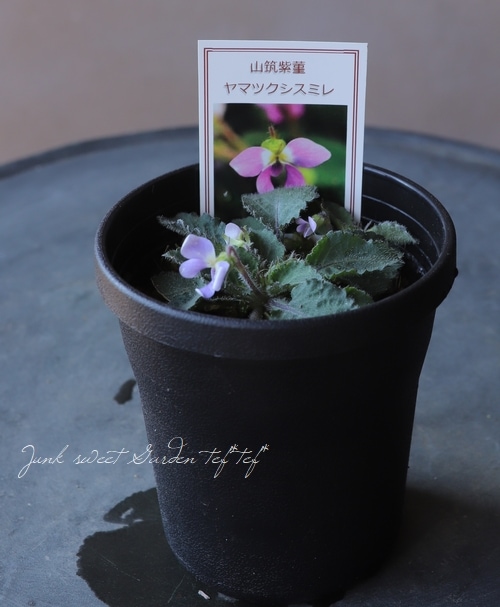 スミレ ニシキスミレ すみれの部屋 インターネットすみれ図鑑