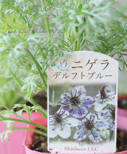 ニゲラ・パピロサ 『デルフトブルー』 植え込み用苗 | すべての商品