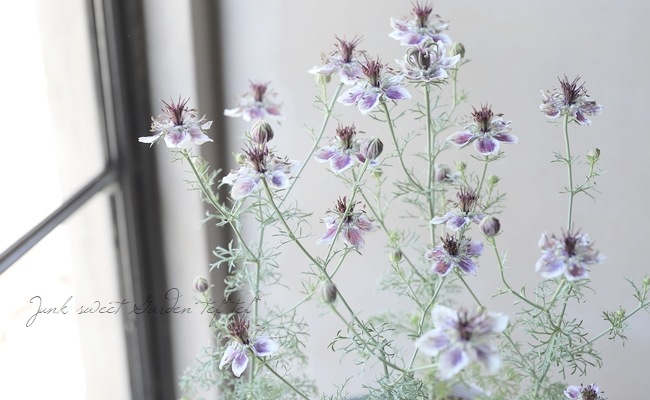 ニゲラ・パピロサ 『デルフトブルー』 植え込み用苗 | すべての商品