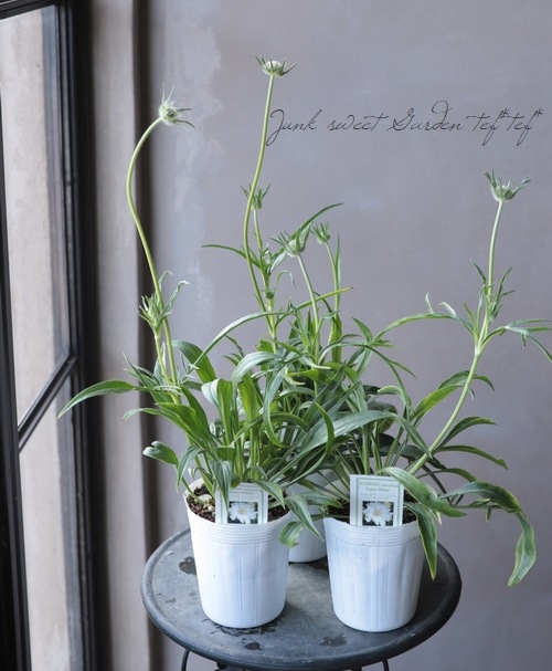 �����ӥ��������������� �إե����ޡ��ۥ磻�ȡ�