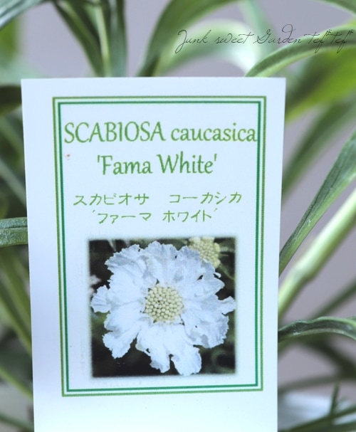 �����ӥ��������������� �إե����ޡ��ۥ磻�ȡ�