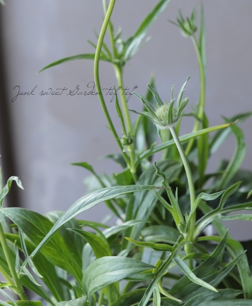 �����ӥ��������������� �إե����ޡ��ۥ磻�ȡ�