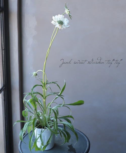 �����ӥ��������������� �إե����ޡ��ۥ磻�ȡ�