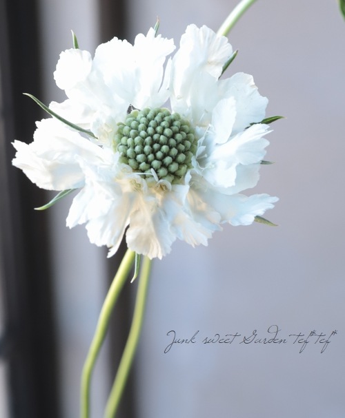 �����ӥ��������������� �إե����ޡ��ۥ磻�ȡ�