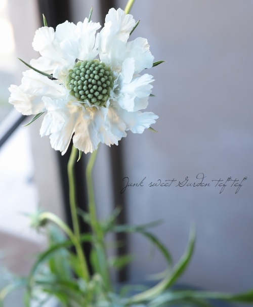 �����ӥ��������������� �إե����ޡ��ۥ磻�ȡ�