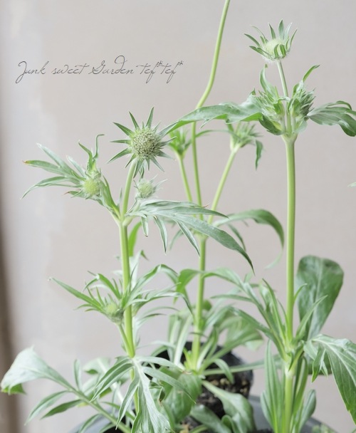 �����ӥ��������������� �إե����ޡ��ۥ磻�ȡ�