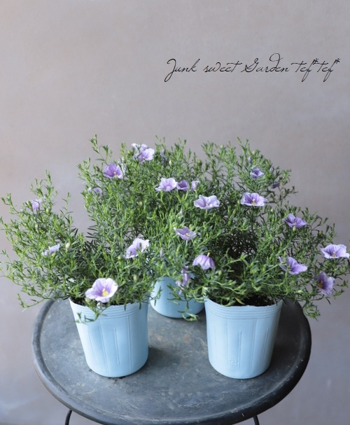 ニーレンベルギア 強い！オーガスタ 『ブルー』 | すべての商品