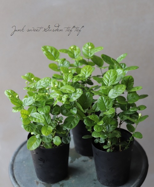 八重咲きジャスミン グレイスフルレディ マツリカ 『ジェイド