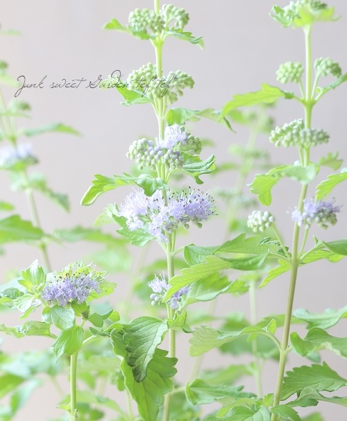 カリオプテリス 『ヒントオブゴールド』 | すべての商品 | | Junk