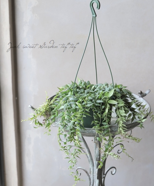 観葉植物】 コルムネア 『アルグタ』 | すべての商品 | | Junk sweet