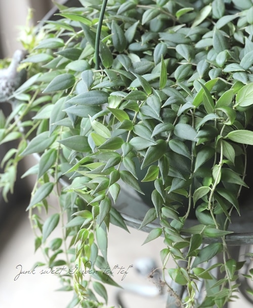 観葉植物】 コルムネア 『アルグタ』 | すべての商品 | | Junk sweet