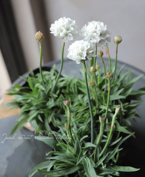 アルメリア アルメリア・ハマカンザシ 『バレリーナ』 ホワイト | すべての商品