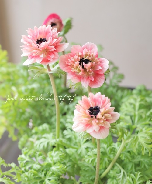 keiko様2点おまとめ＊アラシャン瑪瑙 九尾の狐 お花 ケープ