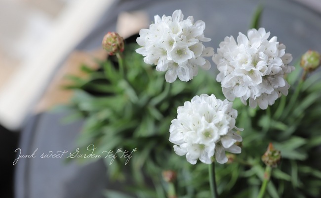 アルメリア・ハマカンザシ 『バレリーナ』 ホワイト | すべての商品