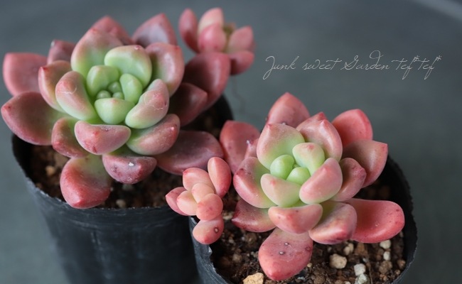 ��¿����ʪ�� �إڥ��ɥ����١����Ȥ����꡼��