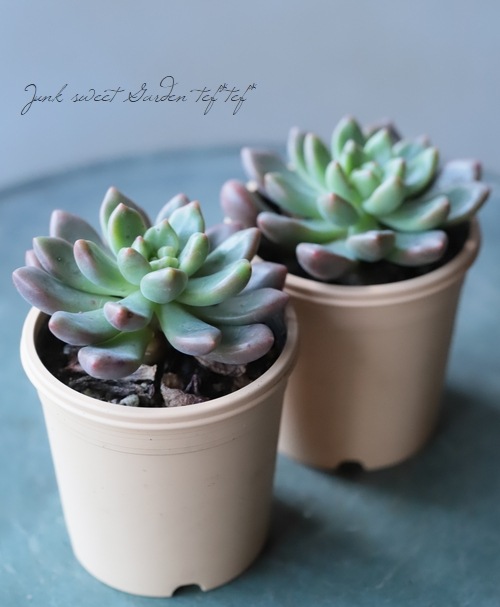 ��¿����ʪ�� �إڥ��ɥ����١����Ȥ����꡼��