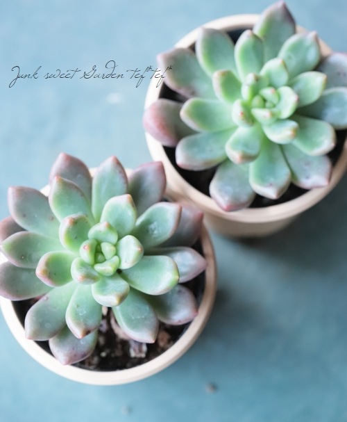 ��¿����ʪ�� �إڥ��ɥ����١����Ȥ����꡼��