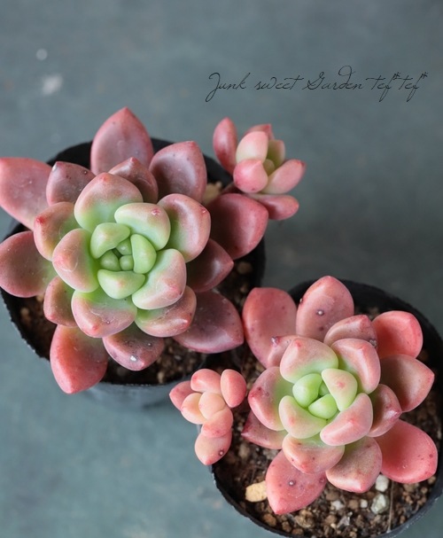 ��¿����ʪ�� �إڥ��ɥ����١����Ȥ����꡼��