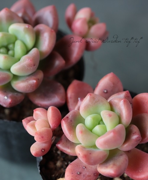 ��¿����ʪ�� �إڥ��ɥ����١����Ȥ����꡼��