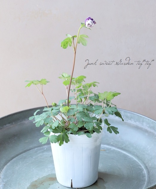 �ھ�����ݥ��ꥸ�ʥ�� ɱ�����ޥ� ��Ȭ�ť֥롼�ۥ磻�ȡ�