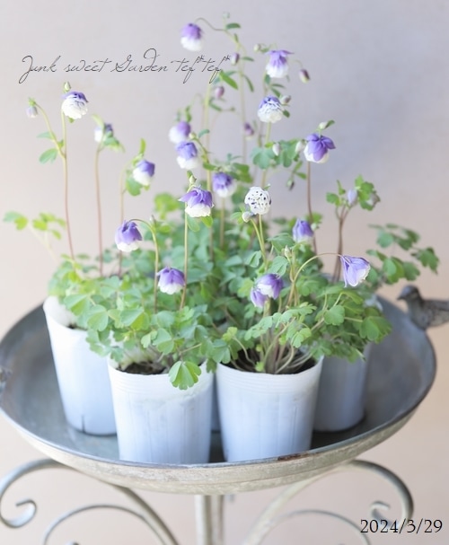 �ھ�����ݥ��ꥸ�ʥ�� ɱ�����ޥ� ��Ȭ�ť֥롼�ۥ磻�ȡ�