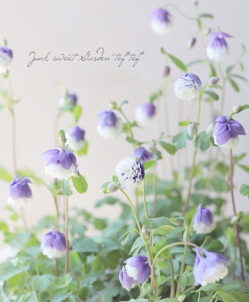 �ھ�����ݥ��ꥸ�ʥ�� ɱ�����ޥ� ��Ȭ�ť֥롼�ۥ磻�ȡ�