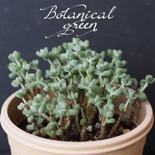 ��¿����ʪ�� �إ֥�ӥե��ꥦ��١�������°�����Ȥ����꡼��