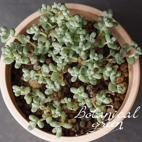 ��¿����ʪ�� �إ֥�ӥե��ꥦ��١�������°�����Ȥ����꡼��