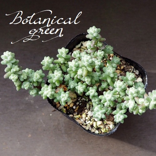 ��¿����ʪ�� �إ֥�ӥե��ꥦ��١�������°�����Ȥ����꡼��