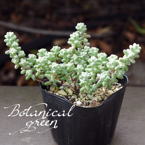 多肉植物】 『ブレビフォリウム』 セダム属 いとうぐりーん | すべての