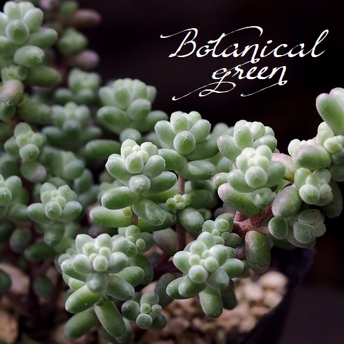 多肉植物】 『ブレビフォリウム』 セダム属 いとうぐりーん | すべての