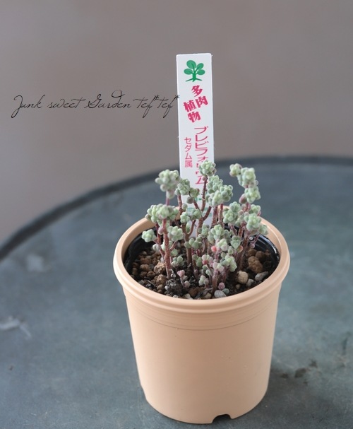 ��¿����ʪ�� �إ֥�ӥե��ꥦ��١�������°�����Ȥ����꡼��