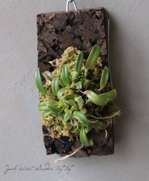 �ڴ��տ�ʪ��������󡡡إߥ�ޥ८���١����륯�դ���