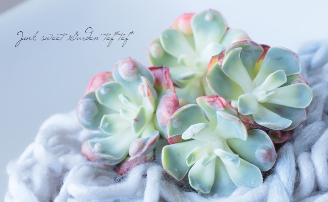 多肉植物】 『レインドロップ』『レーンドロップ』 エケベリア属