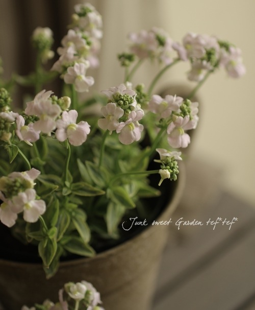 ������������ɺ��ͥ᥷�����إ��������ޥ����