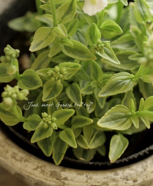 ������������ɺ��ͥ᥷�����إ��������ޥ����