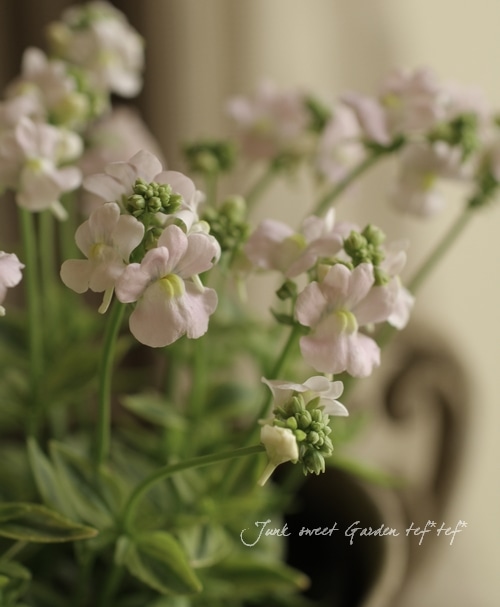 ������������ɺ��ͥ᥷�����إ��������ޥ����