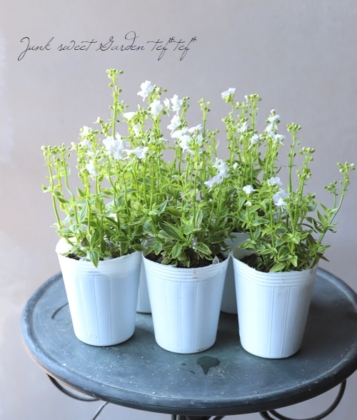 ������������ɺ��ͥ᥷�����إ��������ޥ����