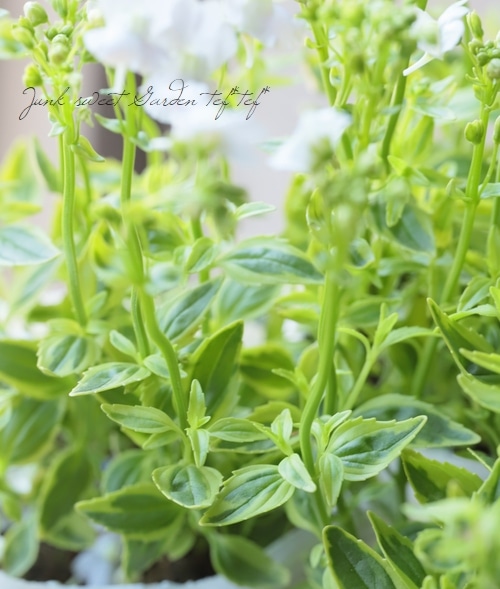 ������������ɺ��ͥ᥷�����إ��������ޥ����