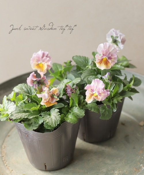 ☆育種うえたオリジナルパンジー 『天の羽衣』 【A】 | すべての商品 ☆育種うえたオリジナルパンジー 『天の羽衣』 【A】 | すべての商品